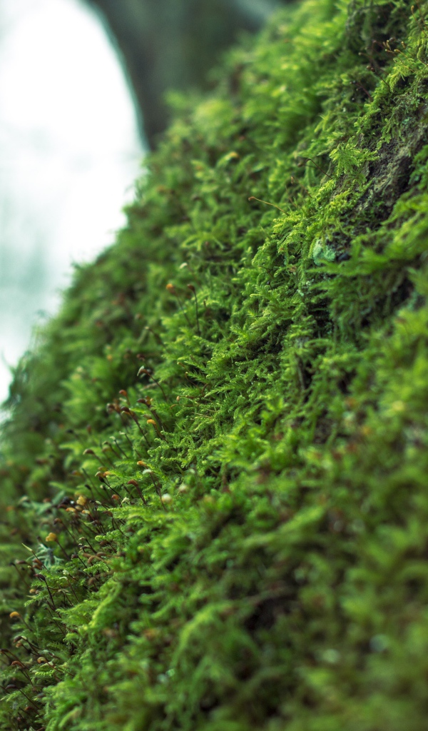 Фото мха крупным планом