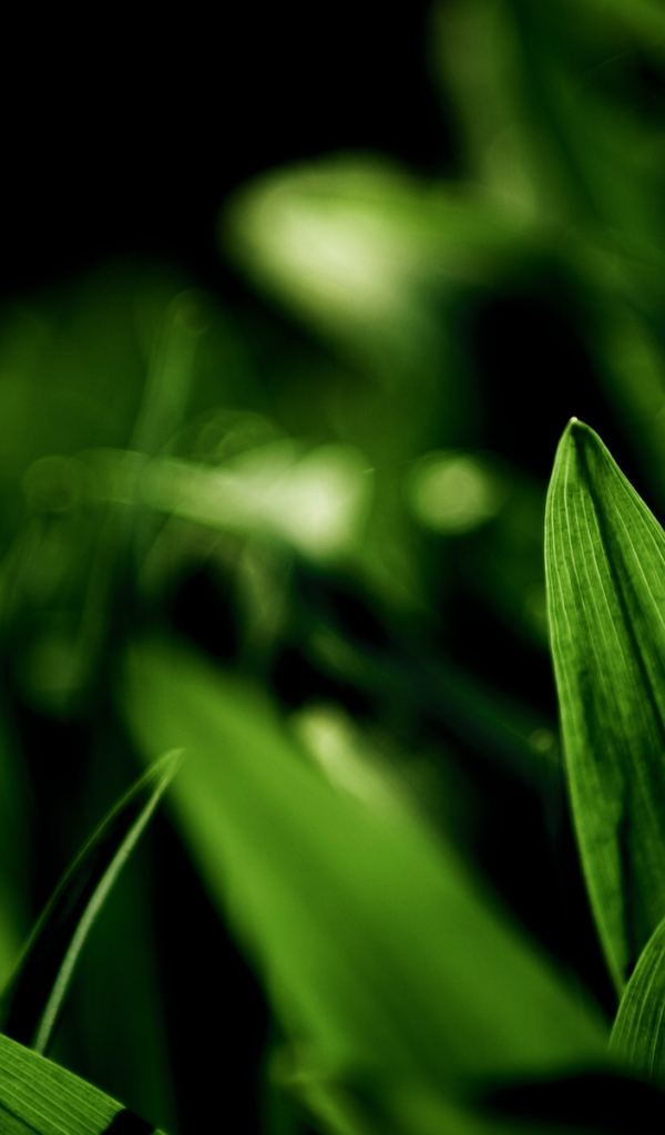 Фотография молодых зеленых травинок