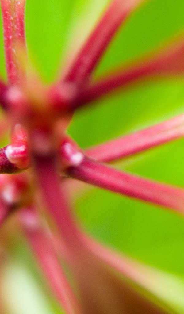 Розовые стебли растения