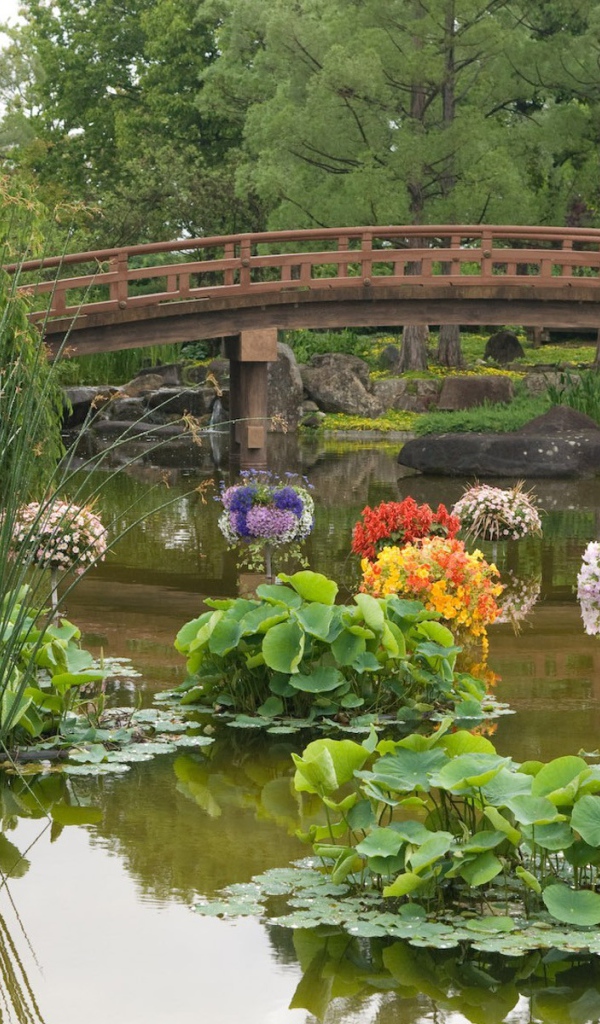 Растения в пруду в саду