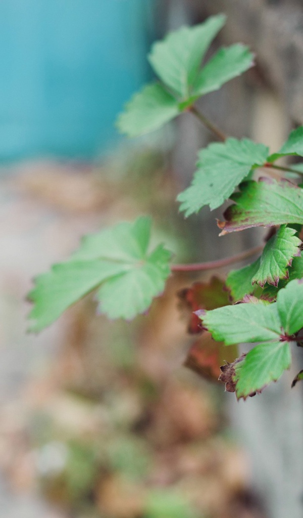 Растения пробиваются сквозь забор
