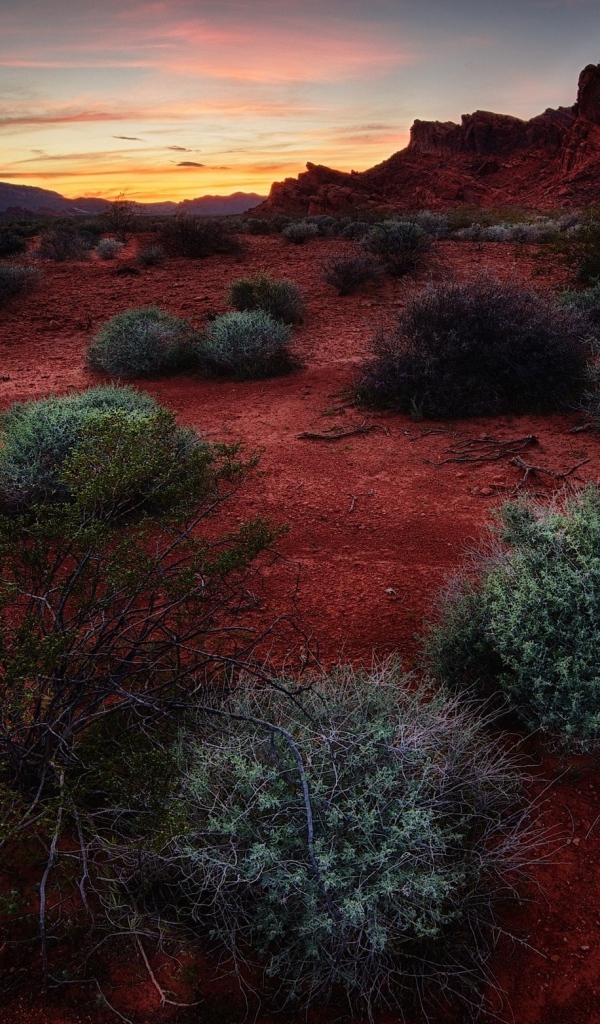 Растения сорняки на красной почве