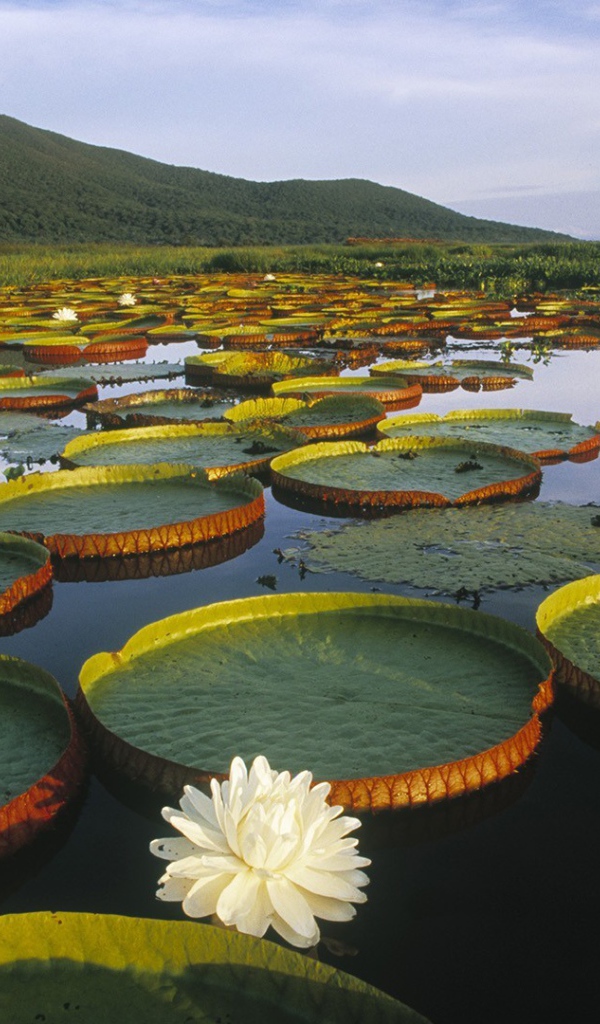 Растения плавают в воде озера