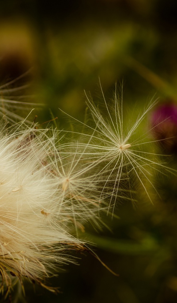 Пух дикого растения