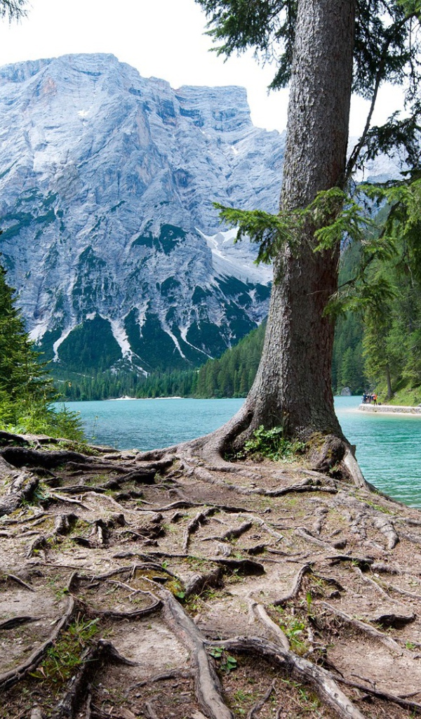 Мощная корневая система у дерева