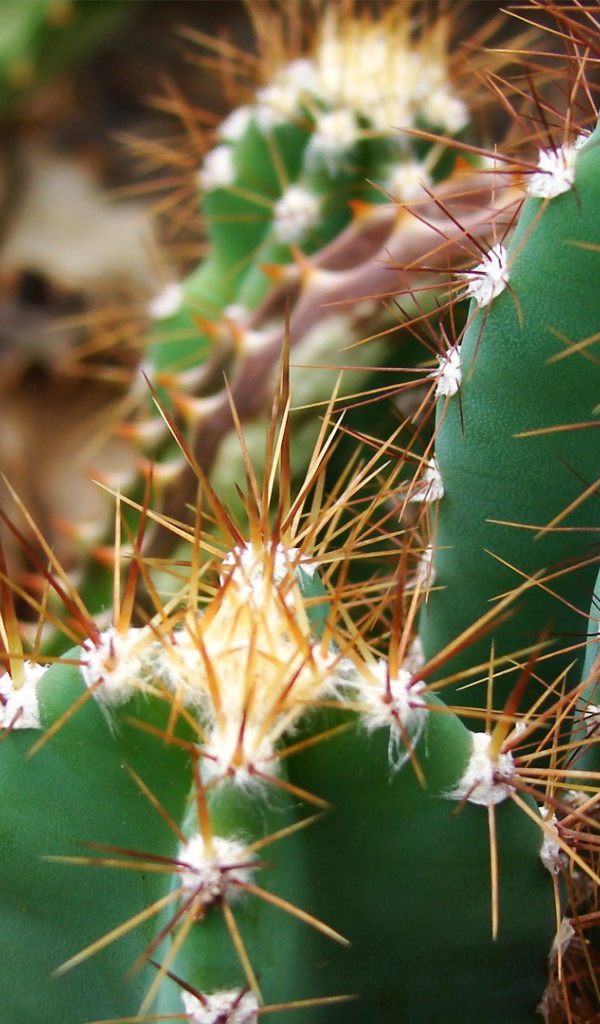 Колючие зеленые кактусы