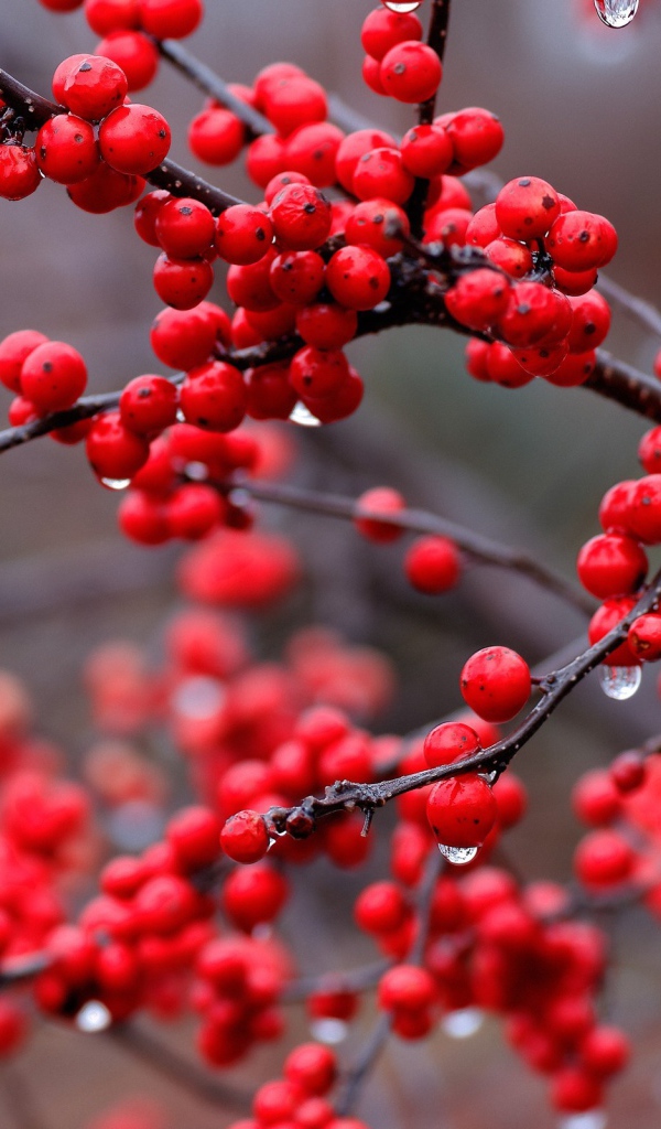 Капли дождя на ягодах калины