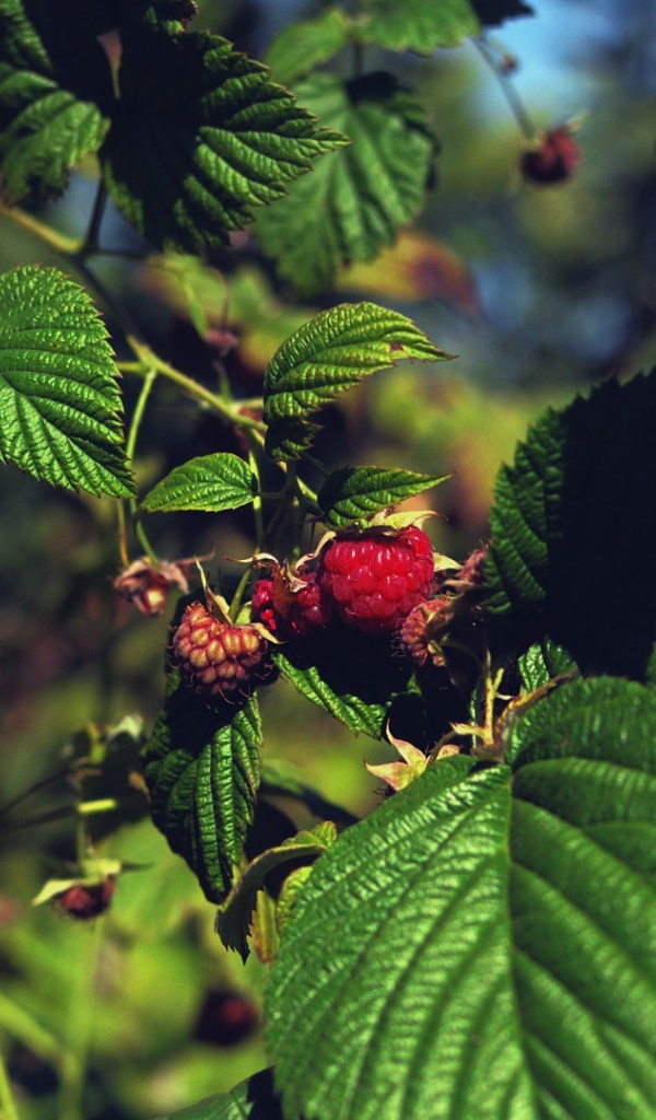 Малина созревает на кустах
