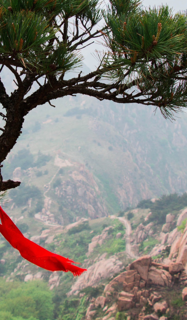 Красная лента на хвойном дереве