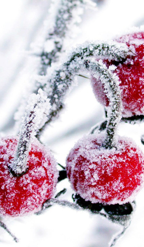 Красные ягоды в снегу