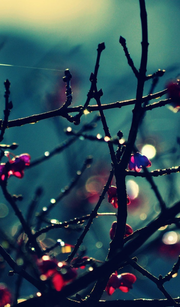 Красные цветы на голых ветках