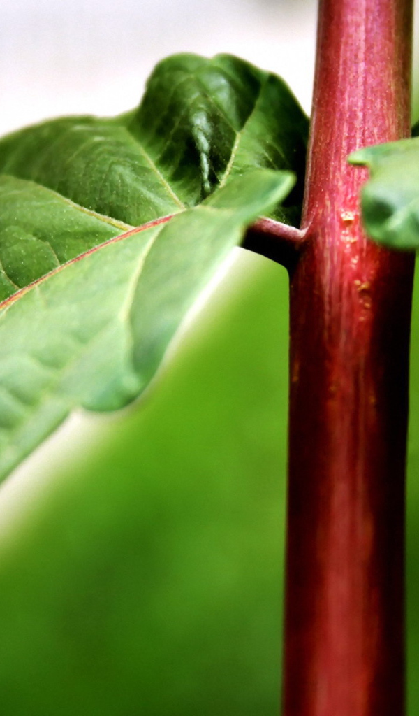 Красный стебель