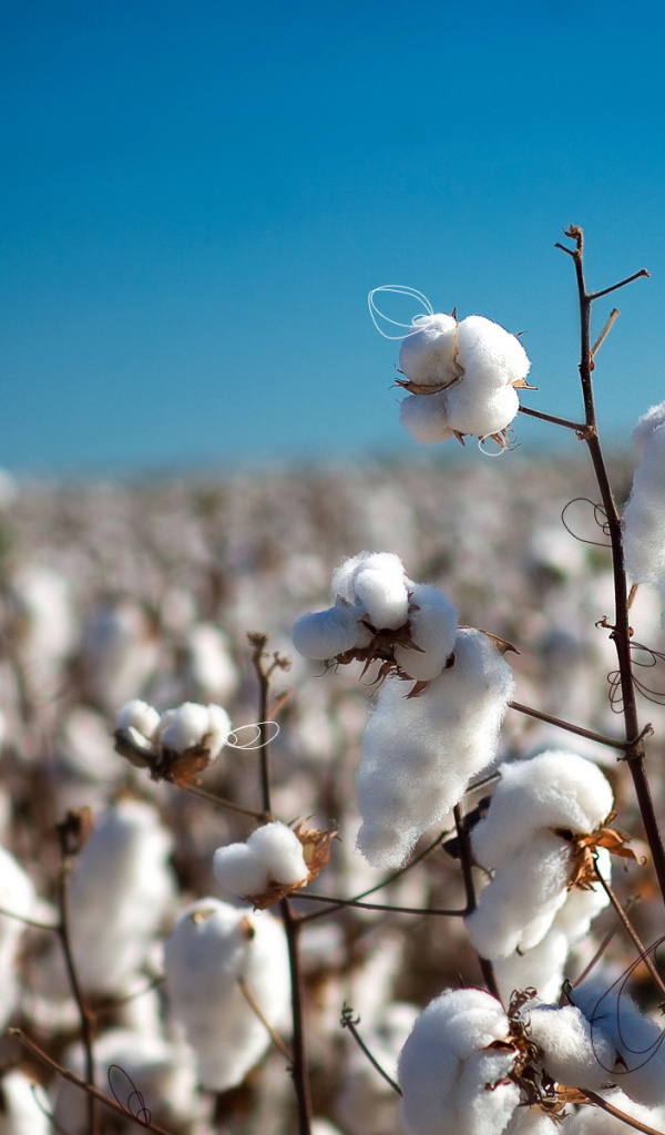 Созревший хлопок