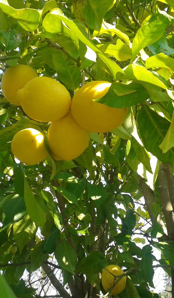Спелые лимоны на ветках