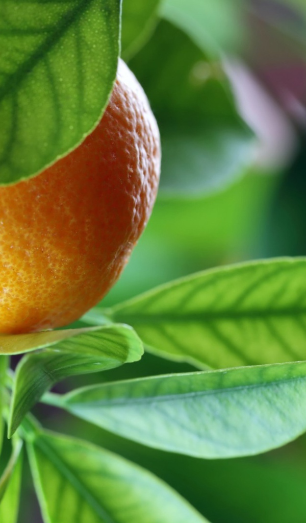 Спелый апельсин на ветке среди зелени