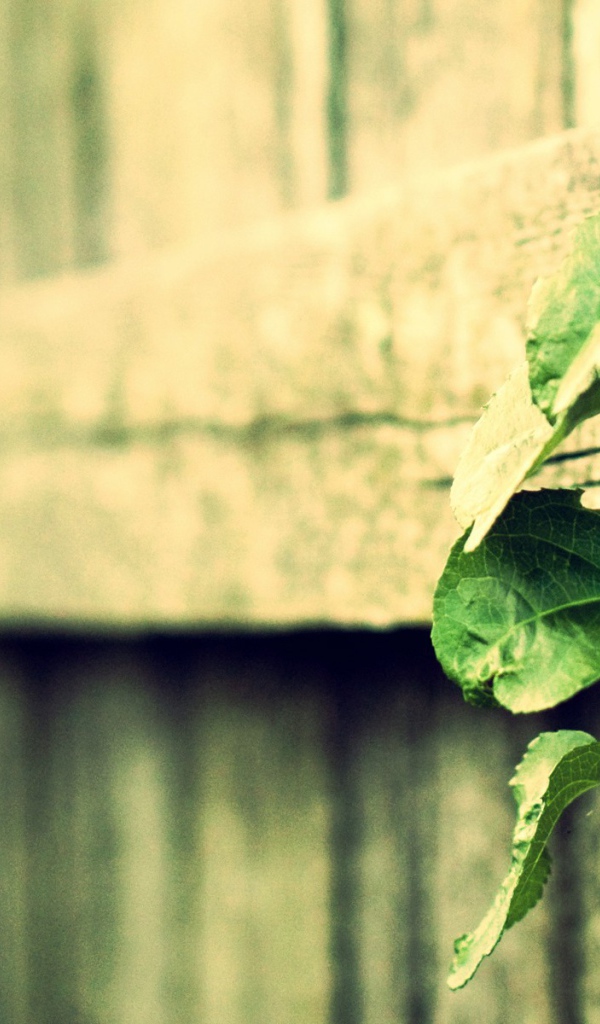 Росток вьется по деревянному забору