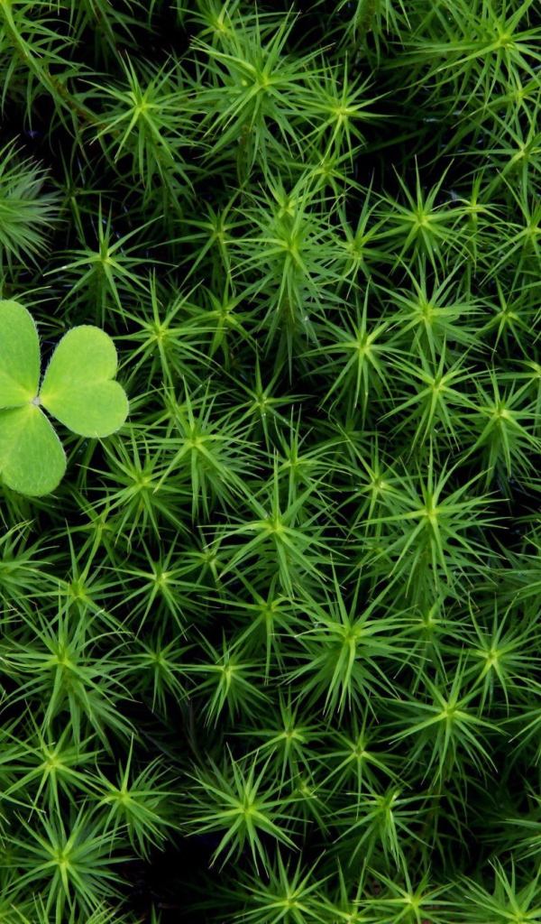 Трилистник среди густой травы