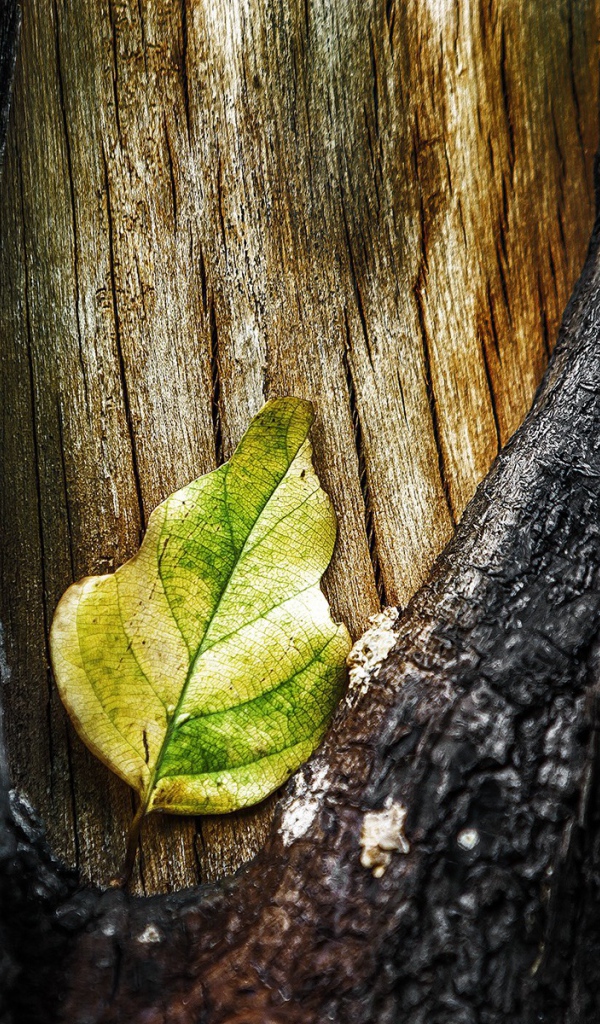 Лист в разрыве коры дерева