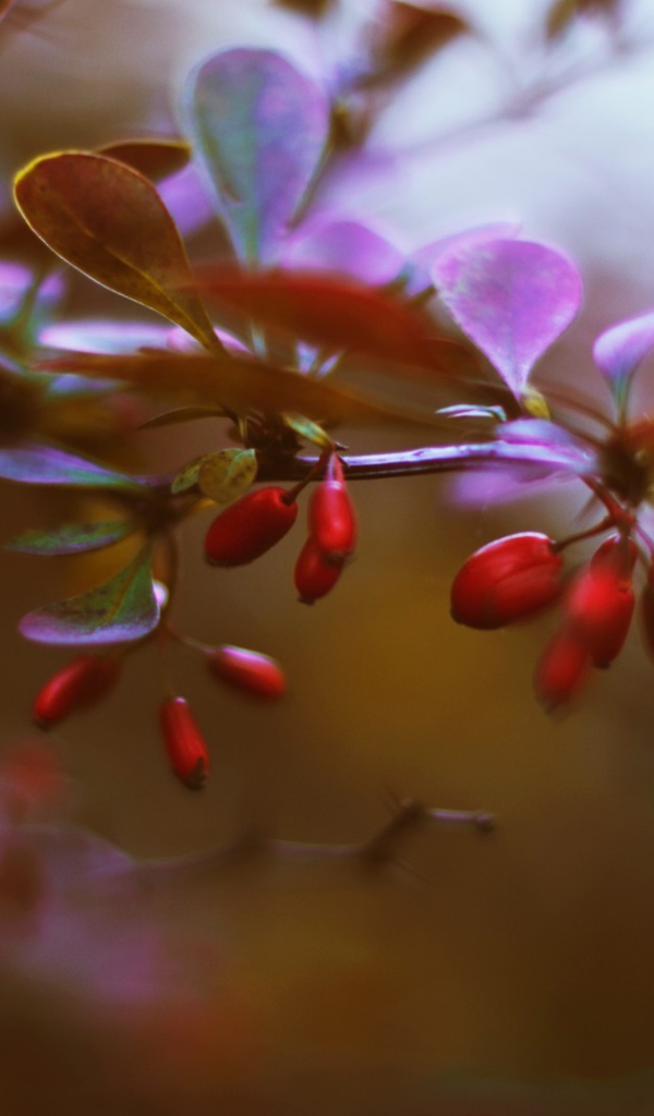 Маленькие красные ягоды на ветке