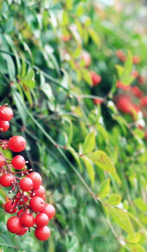 Маленькие красные ягоды на кустах