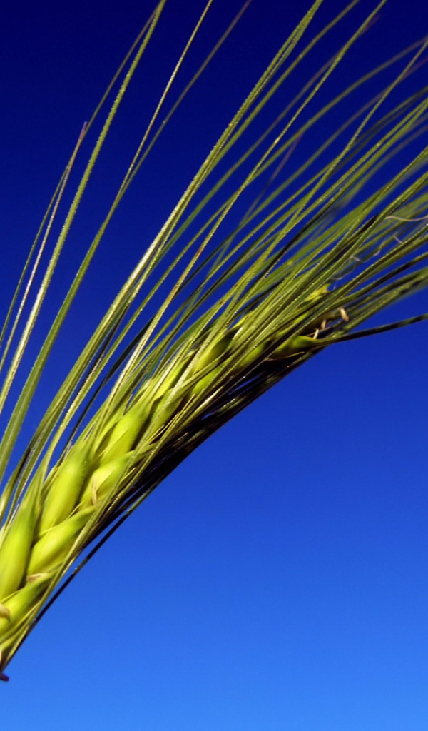 Колос на синем фоне