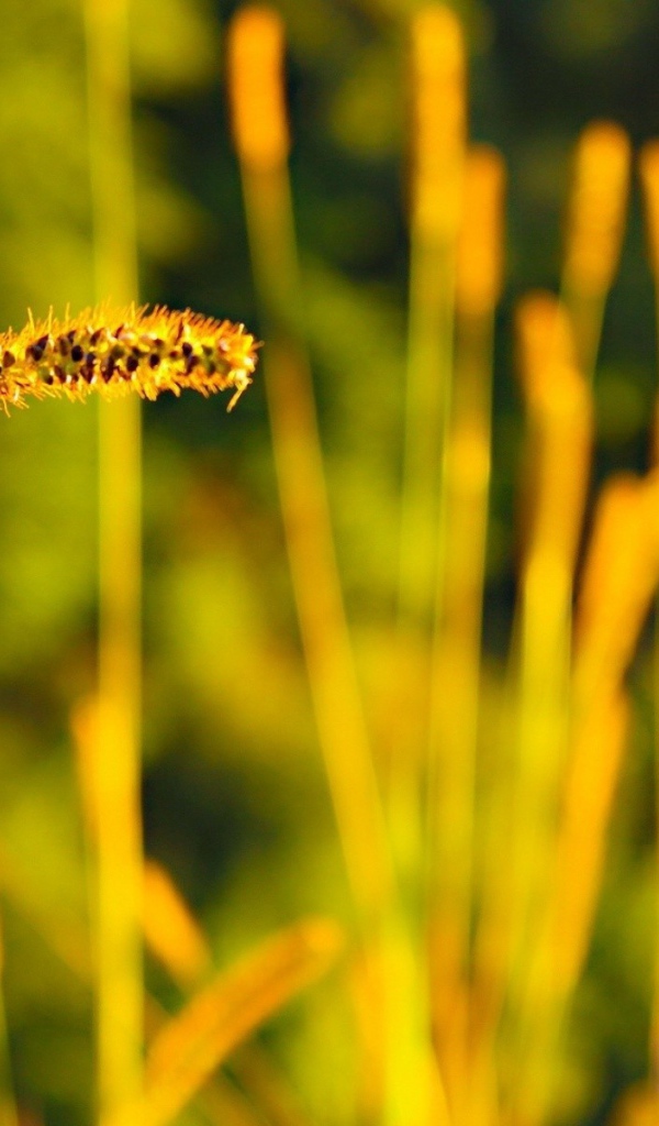 Колосок дикой травы с семенами