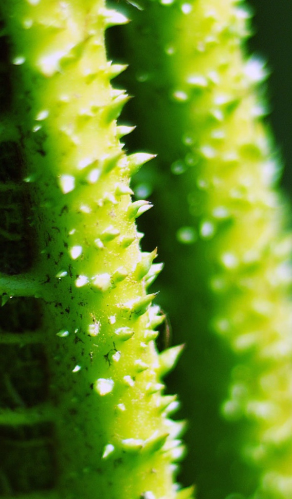 Колючки на зеленых стеблях растения