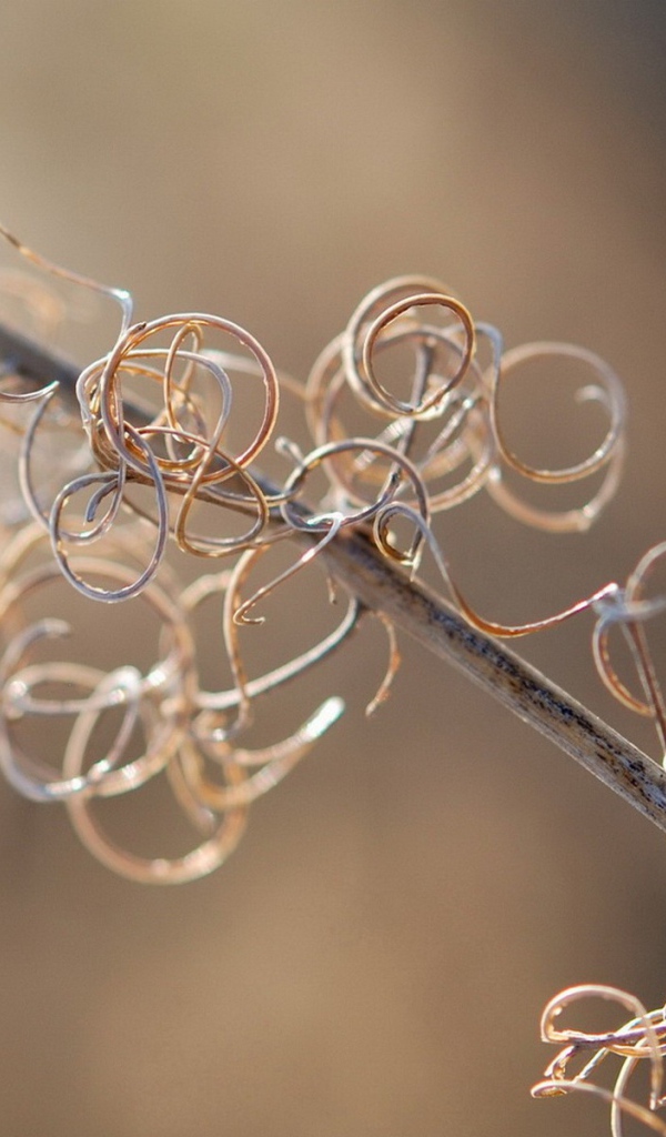 Спирали растения на ветке