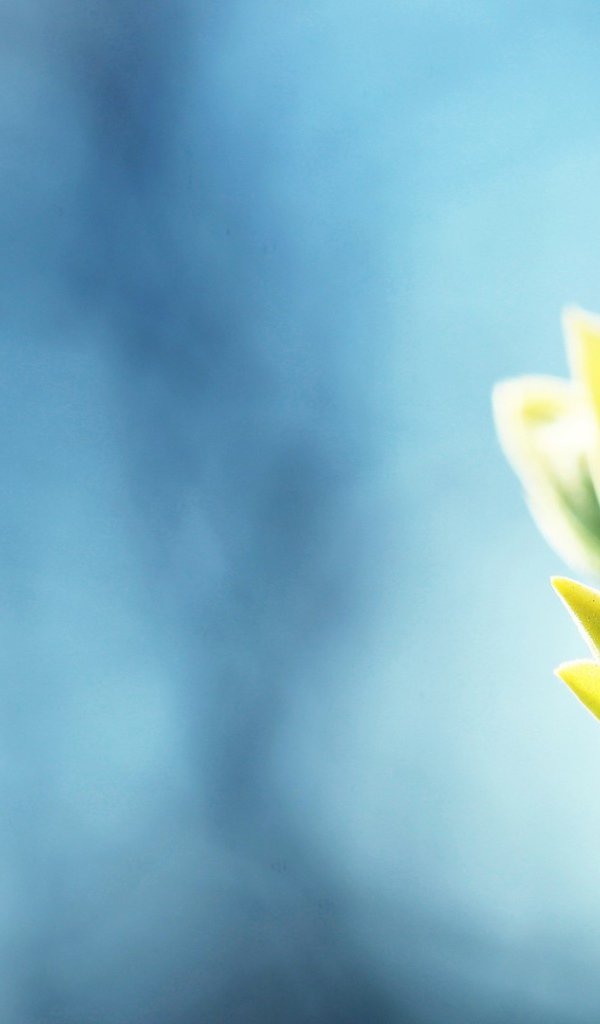 Распускаются весенние почки