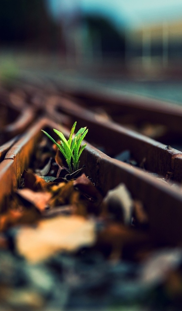 Росток между ржавых рельс железной дороги