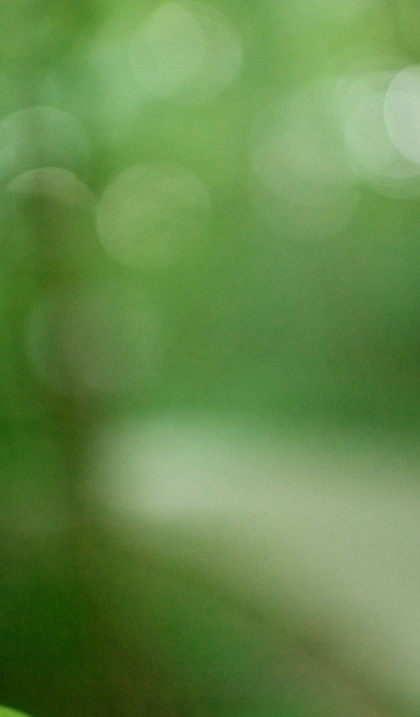 Росток обвивает ствол дерева