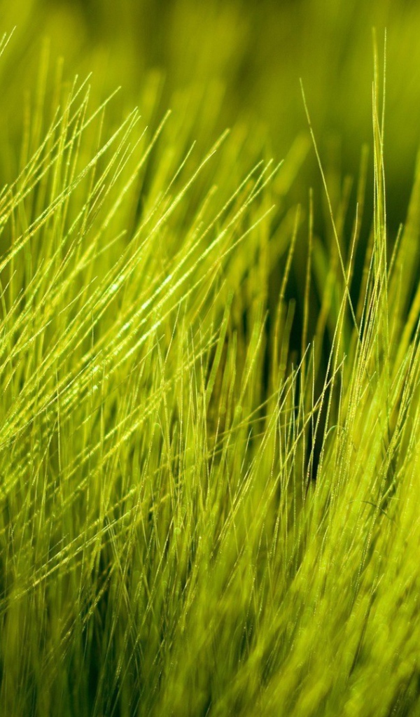 Нежно зеленые ростки пшеницы