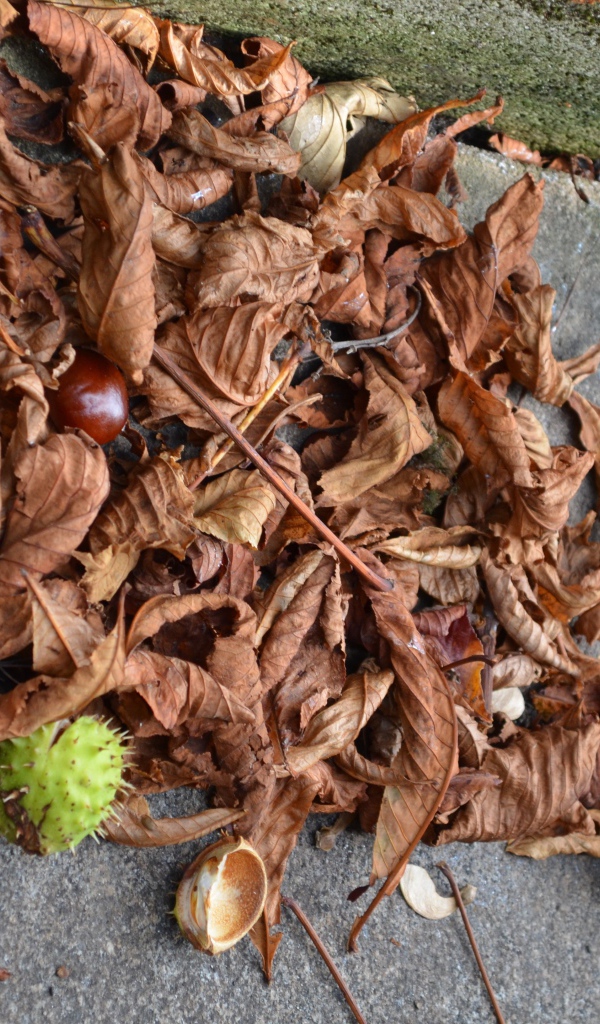 Плоды каштана на земле