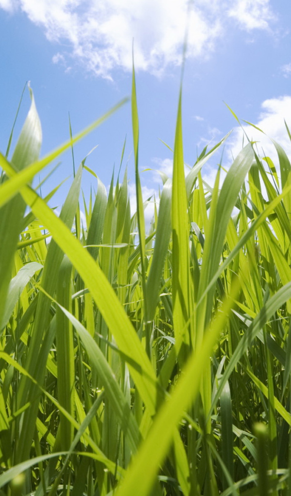 Трава на фоне неба