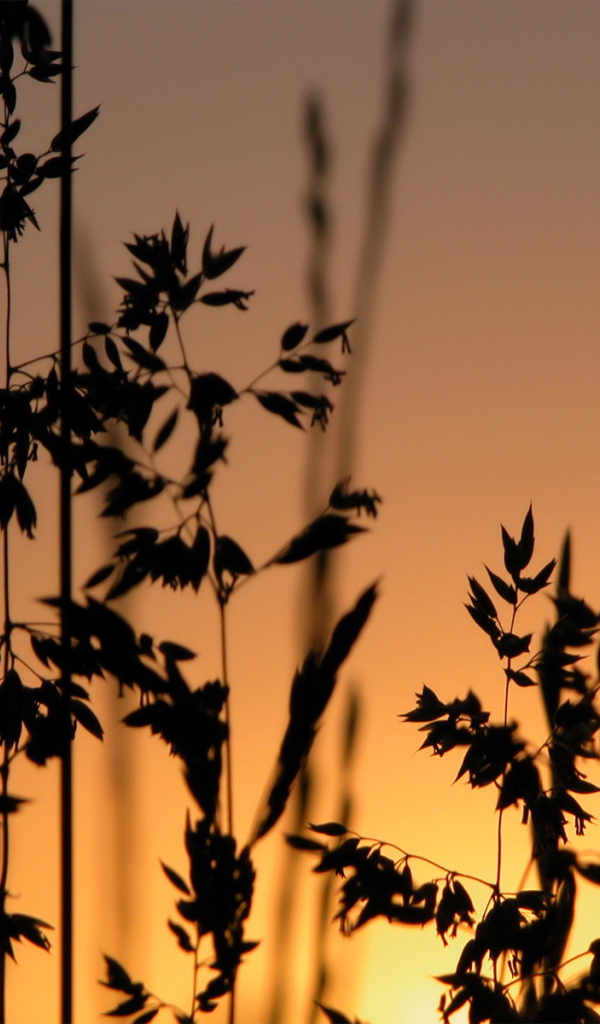 Трава на фоне заката