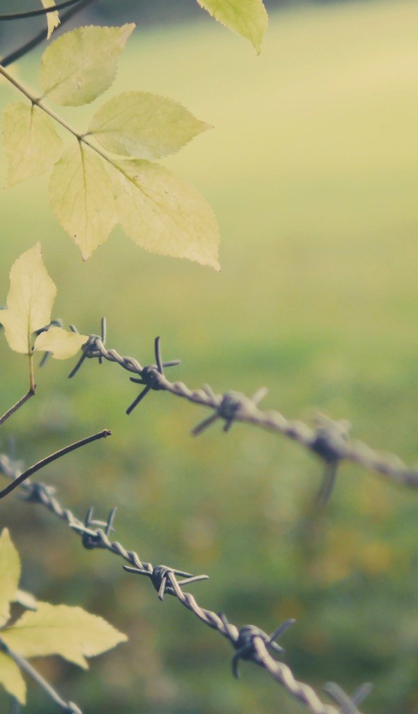 Листья дерева у колючей проволоки