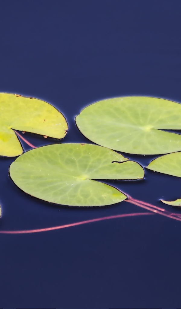 Листья водного растения