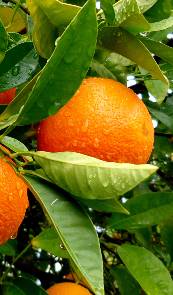 Апельсины на дереве