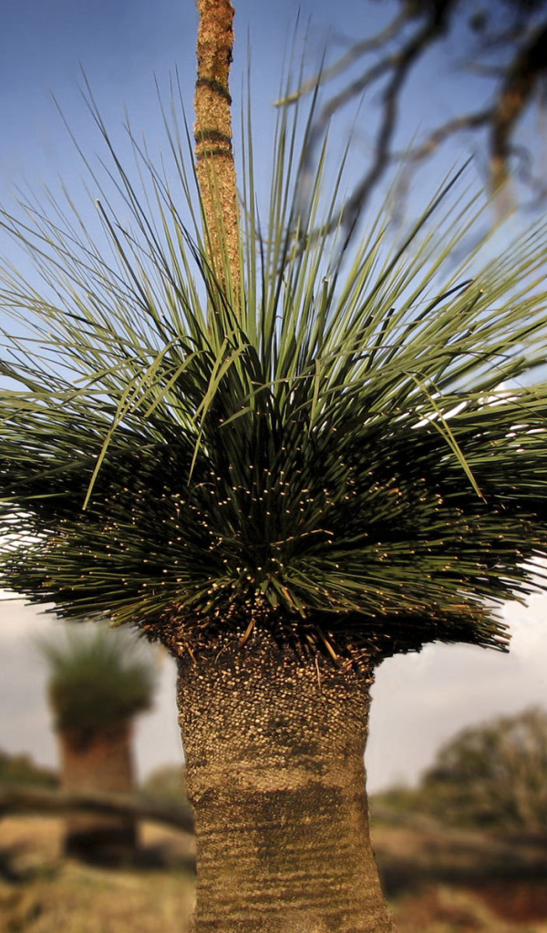 Оригинальные деревья