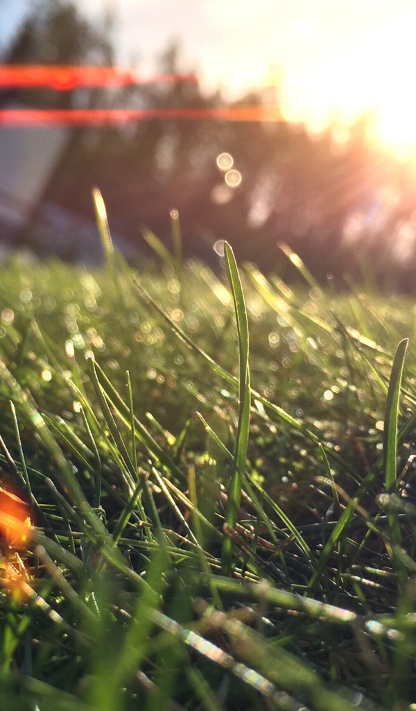 Лучи утреннего солнца на траве