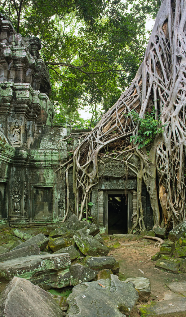 Корни дерева на развалинах