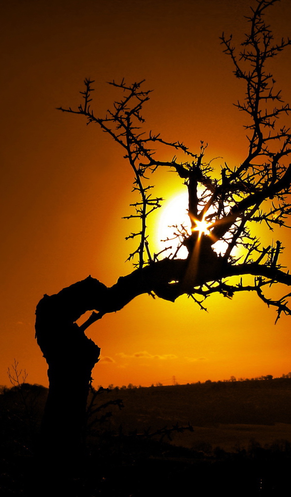 Силуэт дерева