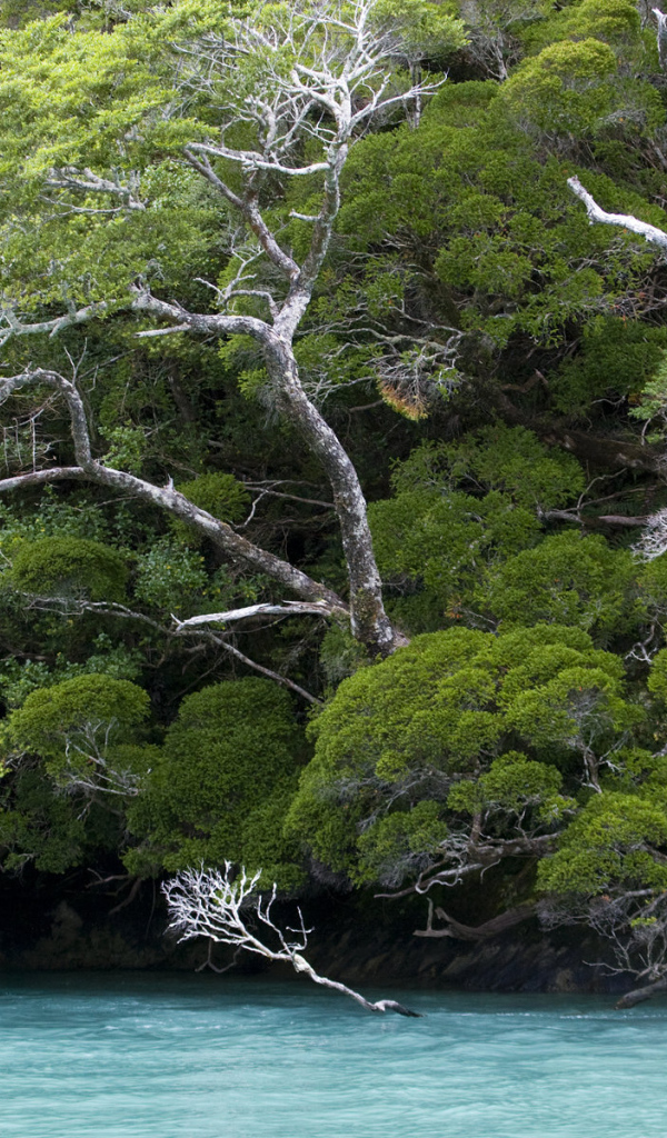 Деревья наклонились по ветру