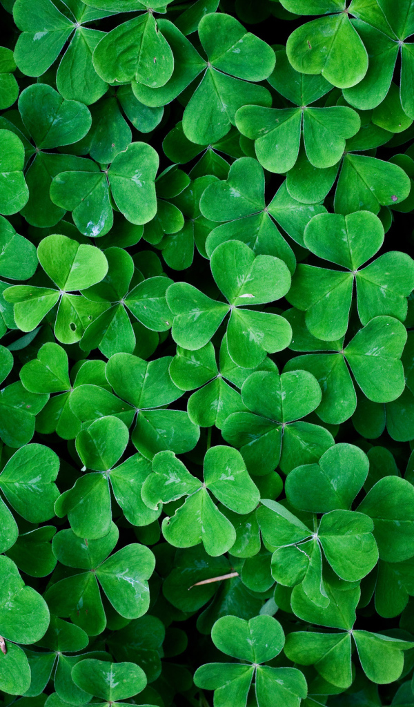 Заросли зеленого трилистника