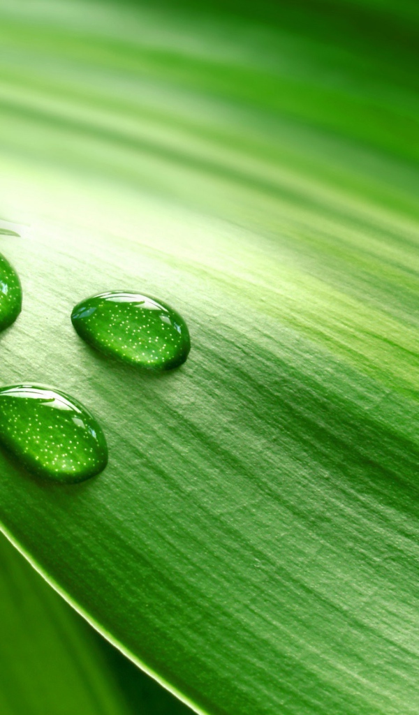 Три больших капли на зеленом листе