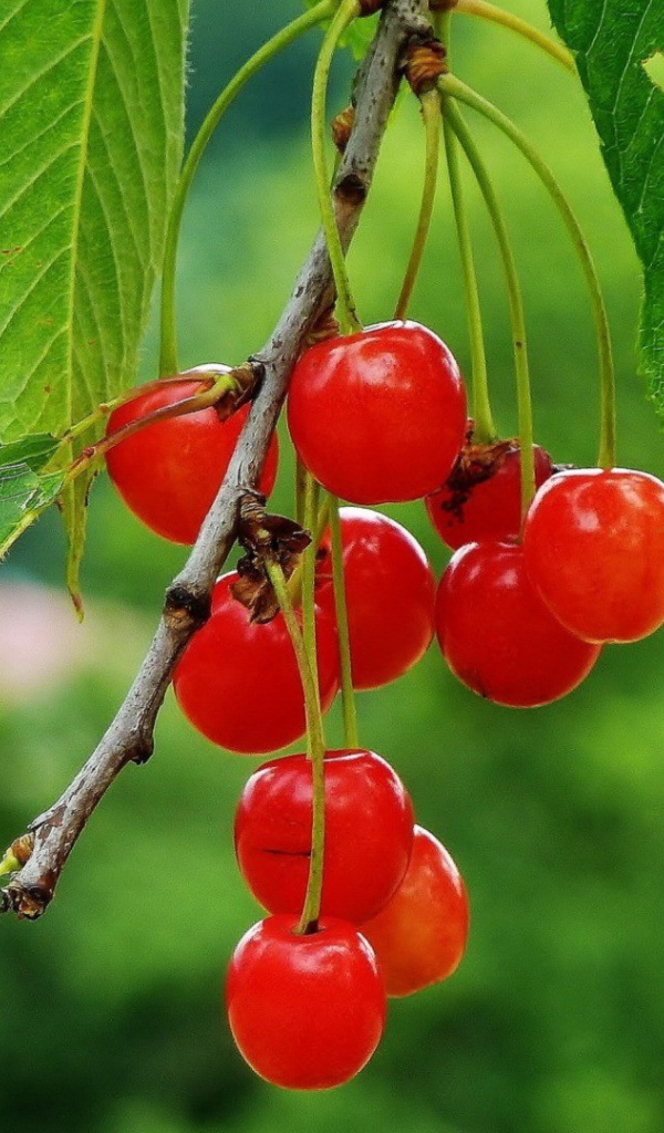 Гроздь полупрозрачных вишен