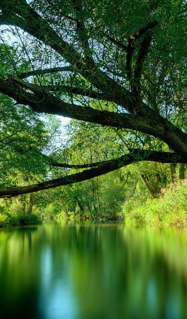 Дерево наклонилось через реку
