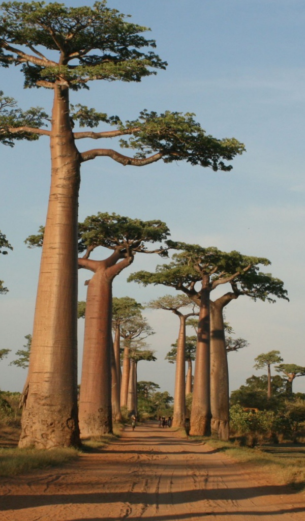 Деревья у дороги на Мадагаскаре