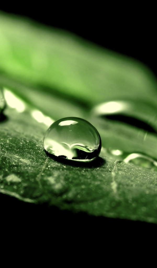 Две капли воды на зеленом листе