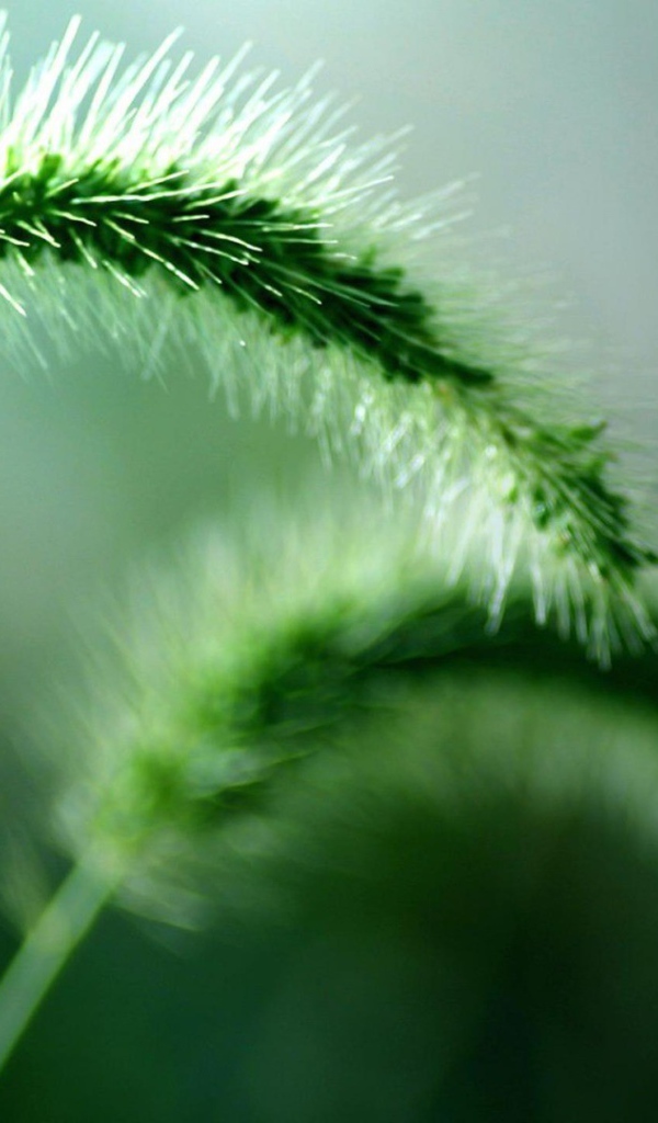 Два колоска дикого растения